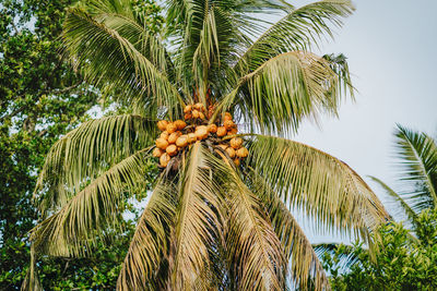 Low angle view of coconut palm tree against sky