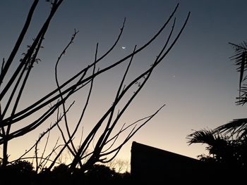 Low angle view of silhouette plants against clear sky