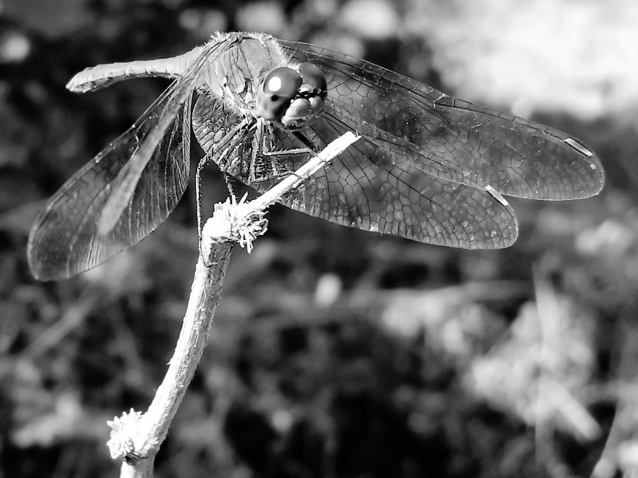 animal wing, animals in the wild, one animal, insect, invertebrate, focus on foreground, animal, animal wildlife, close-up, animal themes, plant, day, no people, beauty in nature, nature, dragonfly, flower, flowering plant, outdoors, growth, flower head, butterfly - insect, pollination