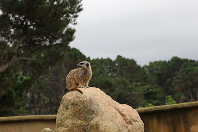 Bird perching on rock