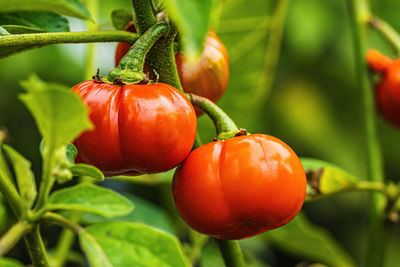 Close-up of tomatoes on plant