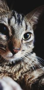 Close-up portrait of a cat