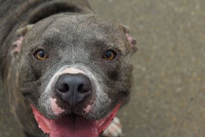 Portrait of pit bull terrier on street 