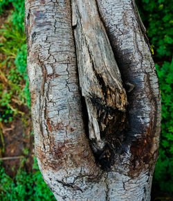 Close-up of tree trunk