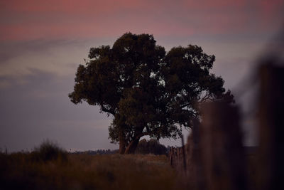 Low angle view of trees against sky during sunset