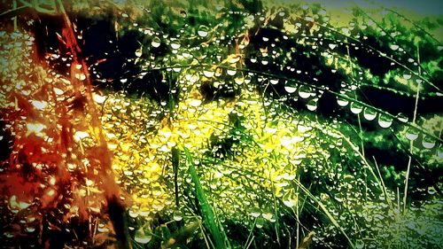 Plants growing in the dark