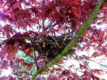 Low angle view of tree at flower