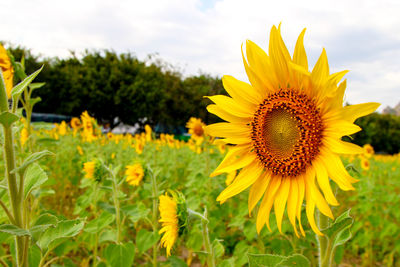 Close-up of sunflowers growing in field