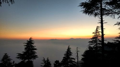 Silhouette of pine trees against sky