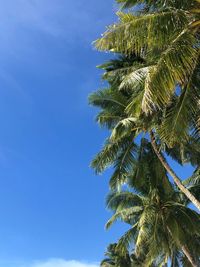 Low angle view of palm tree against blue sky