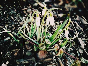 Close-up of plants growing on field