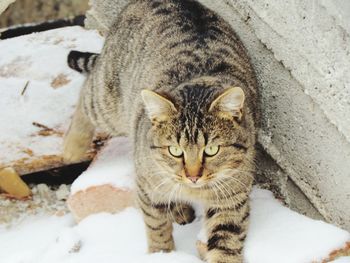 Close-up portrait of cat