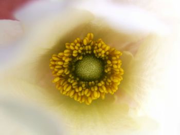 Close-up of yellow flower