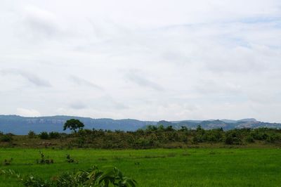 Scenic view of grassy field against cloudy sky