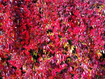 Close-up of autumn tree