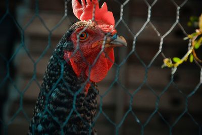 Close-up of a bird on a fence