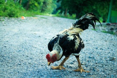 Duck on a land