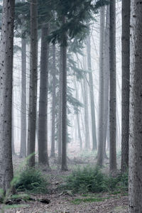 Pine trees in forest