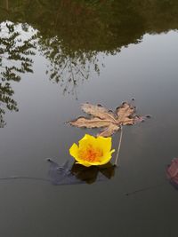 Close-up of yellow leaf on lake