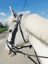 horse
