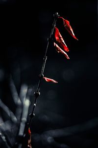 Close-up of red rose on plant at night