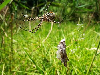 Close-up of spider on web