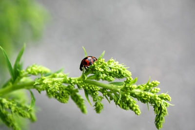 Close-up of ladybug on leaf