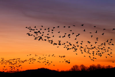 Flock of birds flying in sky