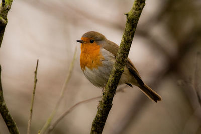 Close-up of bird perching on branch