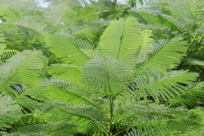 Close-up of palm tree