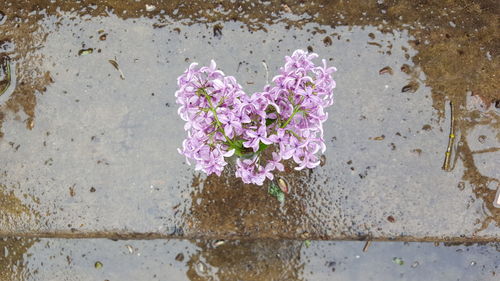 Close-up of pink flowers