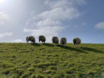 View of sheep grazing in field