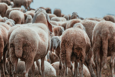 Sheep in a field