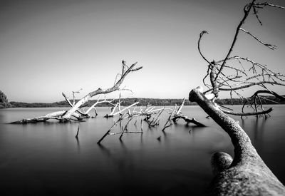 Bare tree by lake against sky