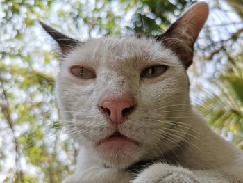 Close-up portrait of a cat