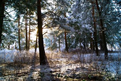 Trees in forest