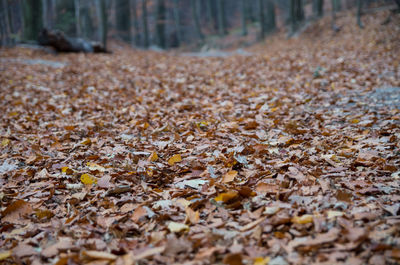 Dry leaves on field during autumn