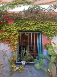 Plants growing outside house