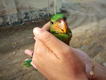 Close-up of a hand holding a bird