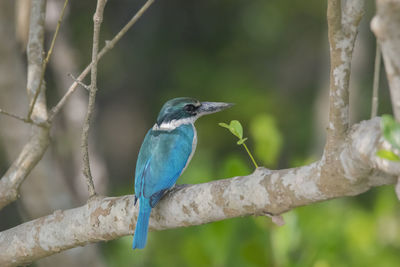 Close-up of bird perching on branch