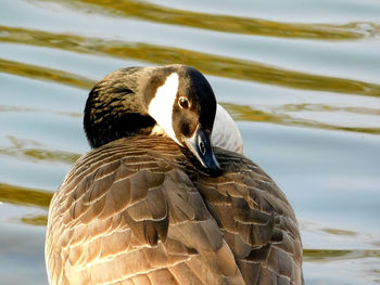 Close-up of duck swimming in lake