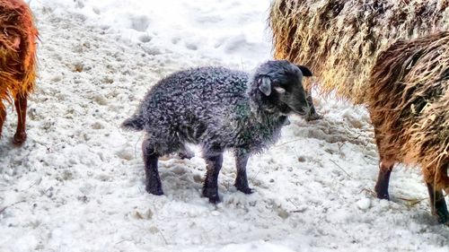 Sheep on snow
