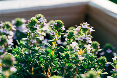 Close-up of flowering plant