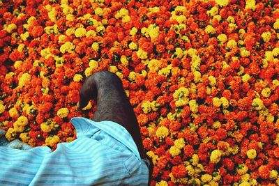 Cropped image of vendor spreading flowers at stall