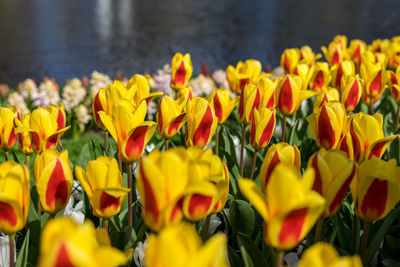 Close-up of yellow tulips