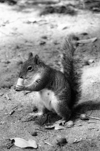 Squirrel eating food on field