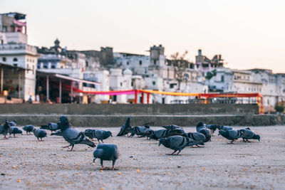 Pigeons perching on footpath against buildings