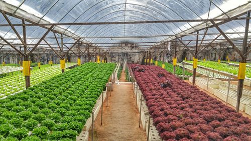 Plants growing in greenhouse