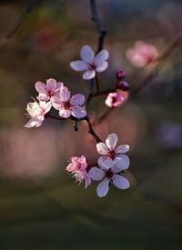 Blooming cherry tree in gdynia