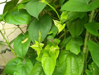 Full frame shot of green leaves